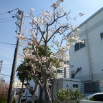 桜5