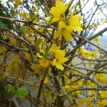 レンギョウの花